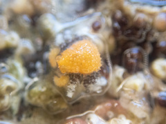 Phyllolithodes papillosus