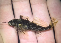 Clinocottus acuticeps