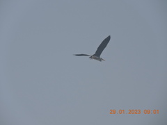 Ardea cinerea