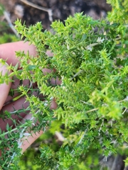 Galium stellatum