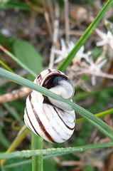 Cernuella virgata