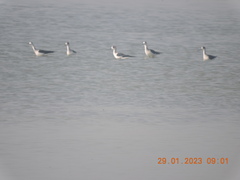 Himantopus himantopus