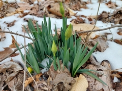 Narcissus pseudonarcissus