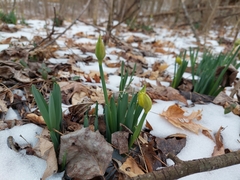 Narcissus pseudonarcissus