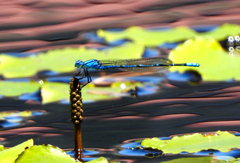 Caliagrion billinghursti