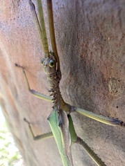 Podacanthus viridiroseus