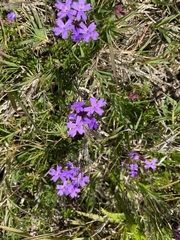 Glandularia selloi