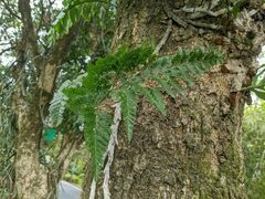 Davallia griffithiana