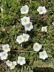 Nierembergia calycina