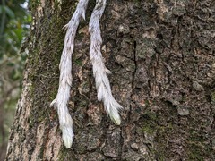 Davallia griffithiana