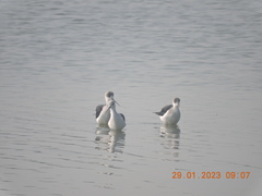 Himantopus himantopus