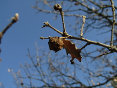 Andricus sternlichti