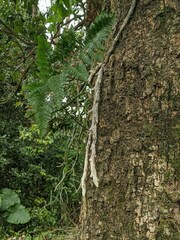 Davallia griffithiana