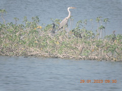 Ardea cinerea