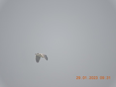 Nycticorax nycticorax