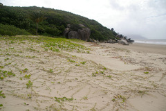 Thuarea involuta
