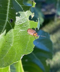 Poneridia semipullata