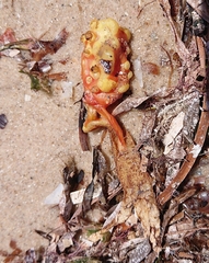 Pyura gibbosa