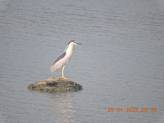 Nycticorax nycticorax