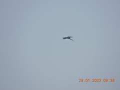 Plegadis falcinellus