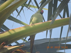 Psittacula krameri