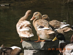 Anas platyrhynchos domesticus