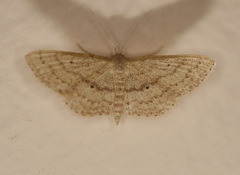 Scopula hypochra