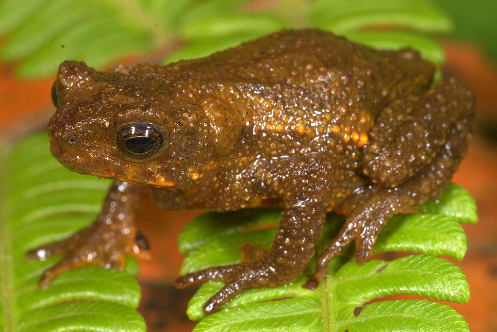 Rhinella manu