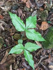 Arisaema ringens