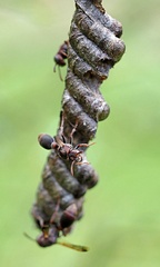 Ropalidia revolutionalis