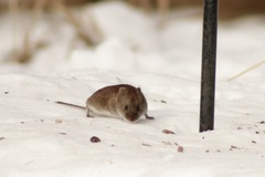 Clethrionomys gapperi