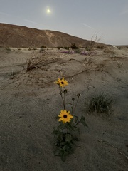 Helianthus petiolaris canescens