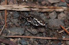 Neocicindela tuberculata