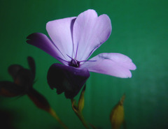 Eudianthe coeli-rosa