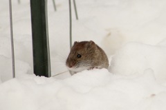 Clethrionomys gapperi