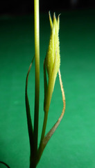 Eudianthe coeli-rosa