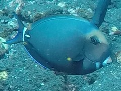 Acanthurus leucocheilus