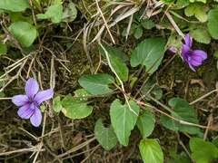 Viola confusa