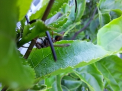 Ropalidia revolutionalis