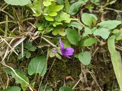 Viola confusa