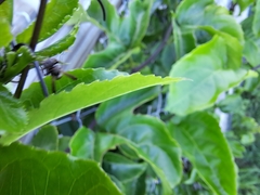 Ropalidia revolutionalis