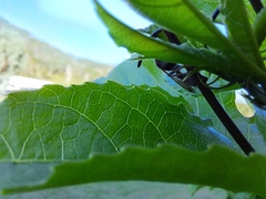 Ropalidia revolutionalis