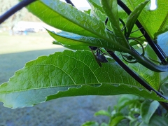 Ropalidia revolutionalis