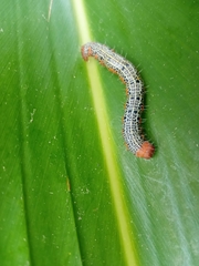 Milionia zonea pryeri