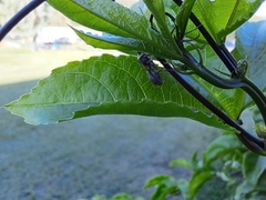 Ropalidia revolutionalis