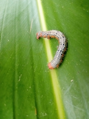 Milionia zonea pryeri