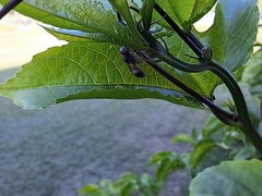 Ropalidia revolutionalis