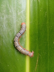 Milionia zonea pryeri