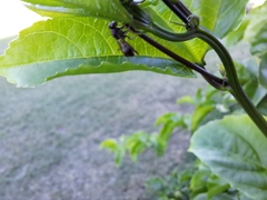 Ropalidia revolutionalis