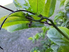 Ropalidia revolutionalis